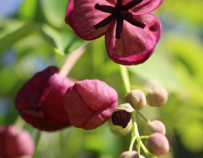 Akebia päťpočetná