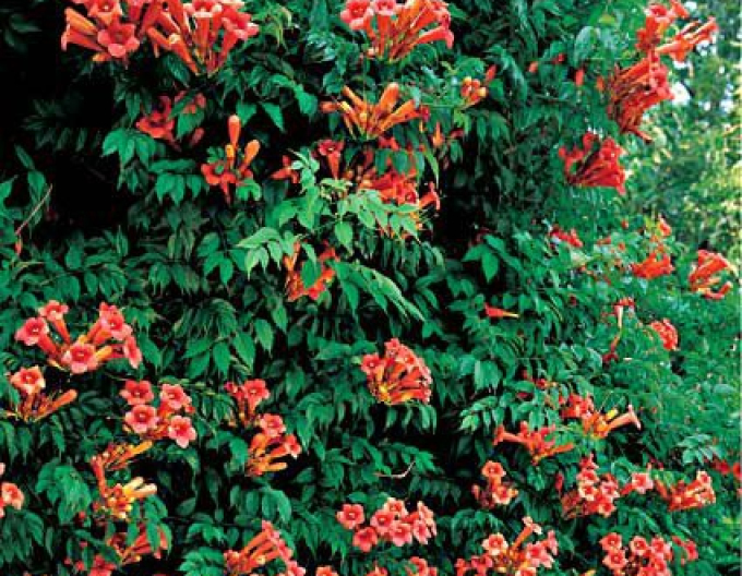 Trubkovec ´Madame Galen´