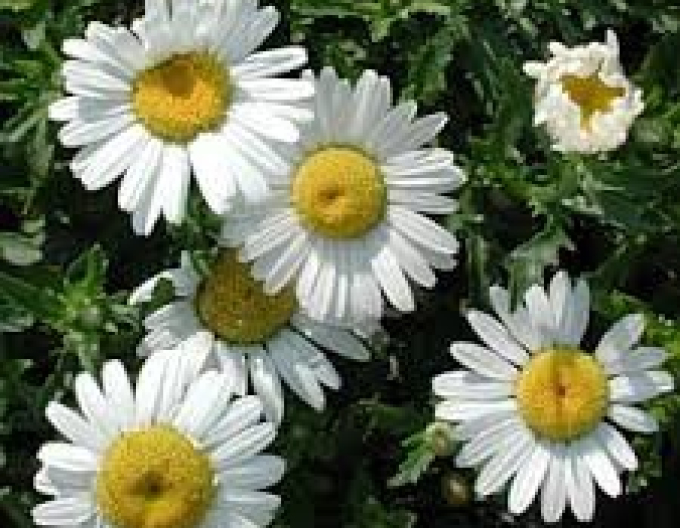 Margaréta  ’May Queen’