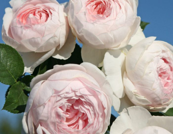 Ruža ´Herzogin Christiana´