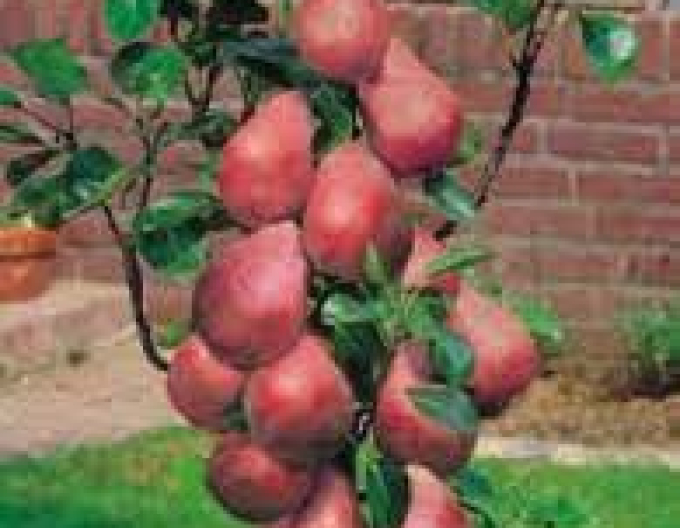 Hruška stĺpová ´Decora´, podp. Dula, kont. 5l