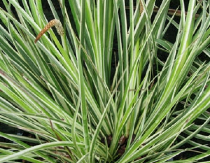 Puškvorec trávolistý ´Argenteostriatus´