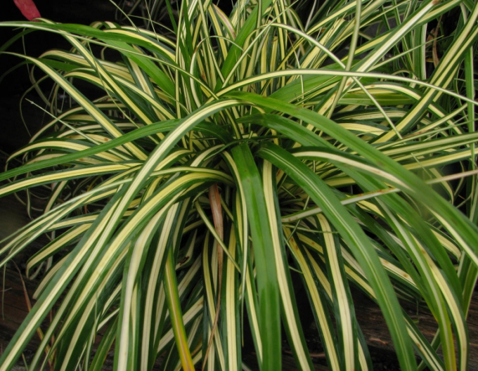 Ostrica ´Aureovariegata´