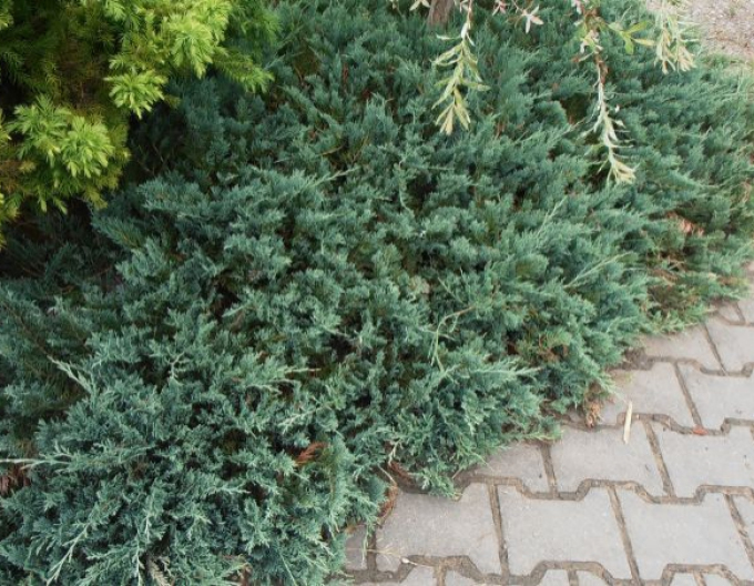 Borievka ´Wiltonii´