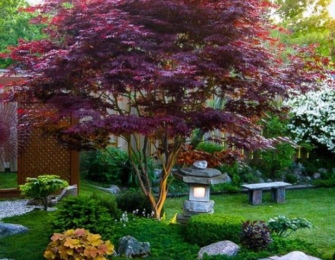 Javor "Atropurpureum"