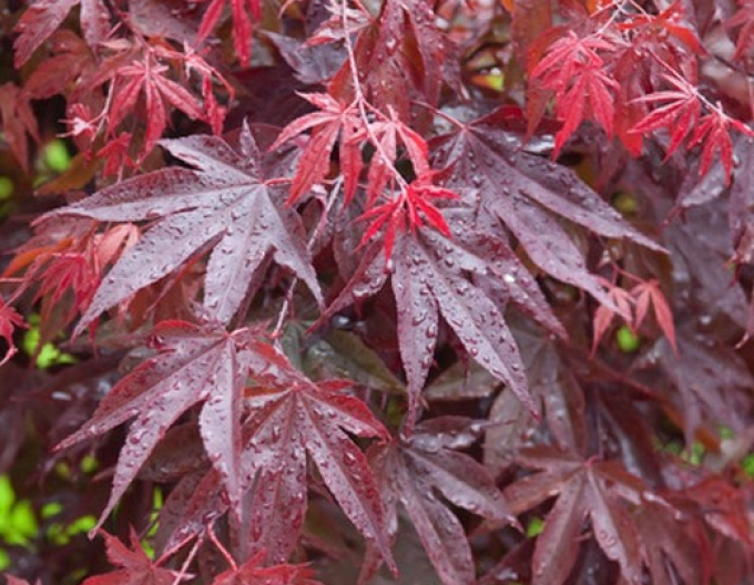 Javor "Atropurpureum"