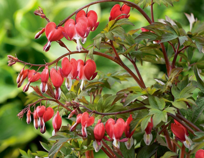 Srdcovka nádherná ´Valentine´