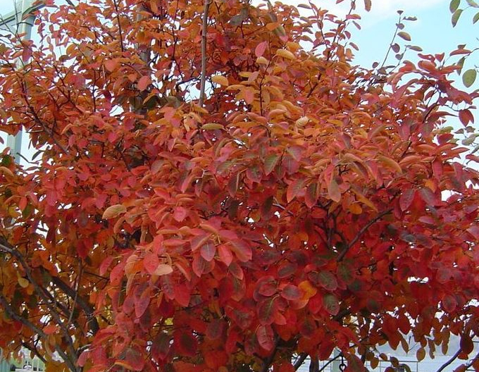 Muchovník  ’Honeywood’