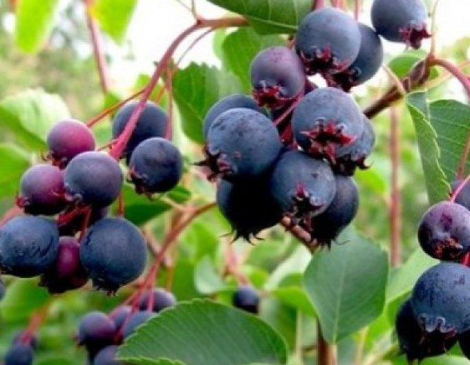 Muchovník  ’Northline’