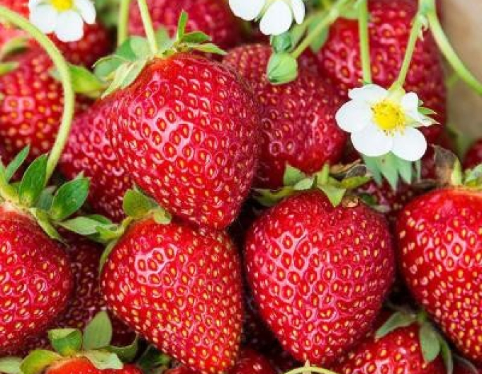 Jahoda ´Karmen´ stredne skorá odroda