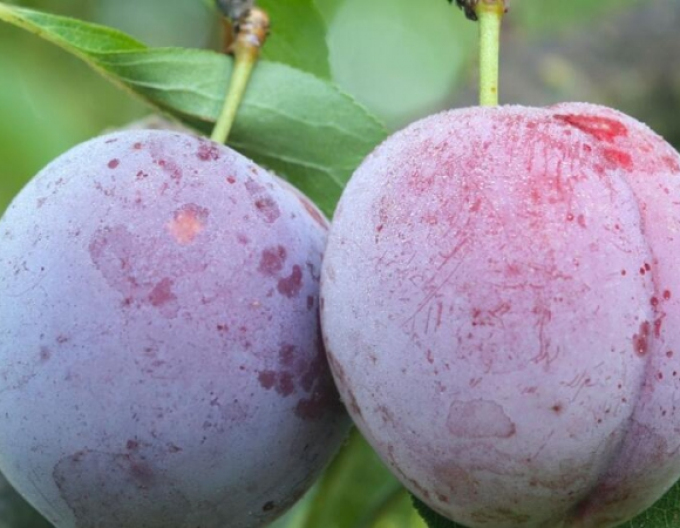 Slivka japonská ´Laroda´, podp. Myrobalán, kont. 5l