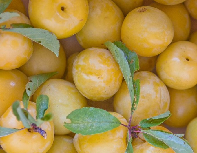 Slivka japonská ´Shiro´ 5l