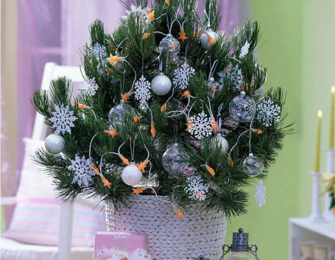 Borovica čierna 80/100 cm, kont.