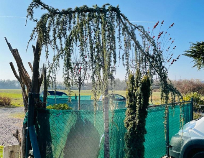 Céder atlantský ´ Glauca Pendula´ 170cm