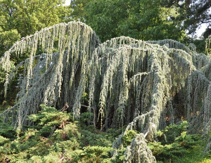 Céder atlantský ´ Glauca Pendula´ 170cm