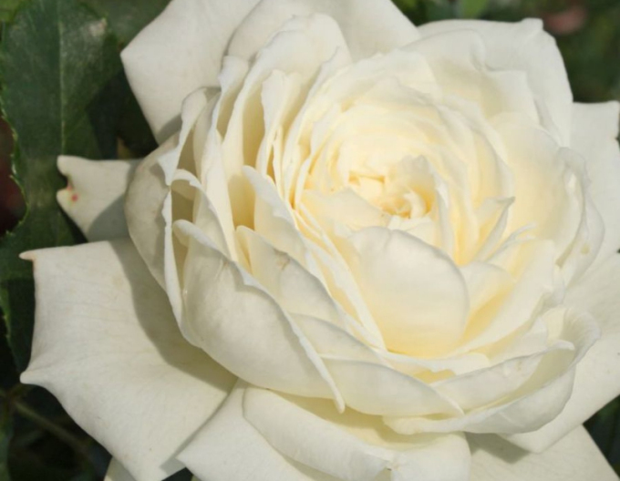 Ruža ´Future/Alaska´