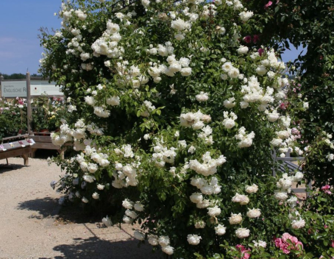 Ruža ´Future/Alaska´