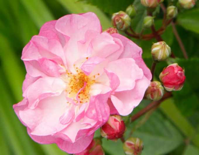 Ruža ´Lavender Siluetta´