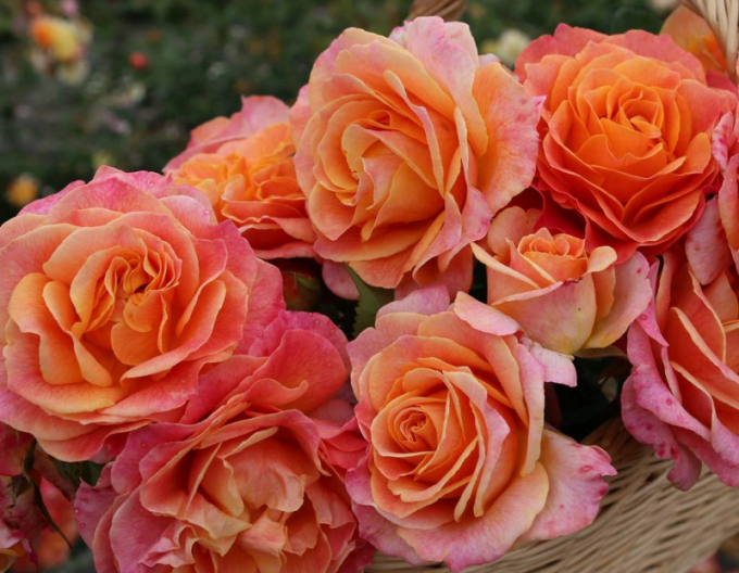 Ruža ´Better Times´