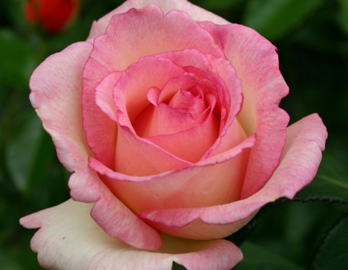 Ruža ´Suovenir de Baden Baden´