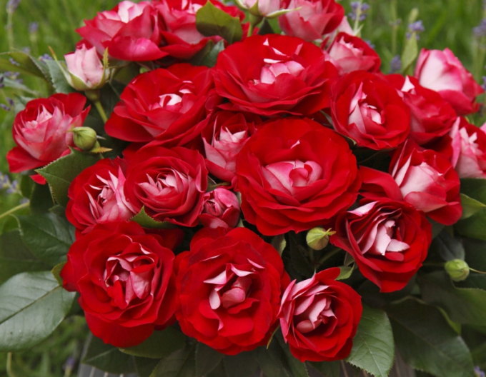 Ruža ´Rose der Einheit´