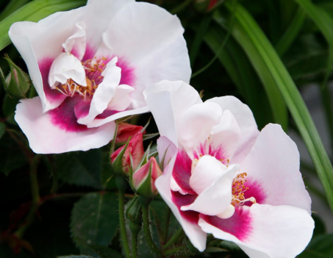 Ruža ´SEE YOU in Red´