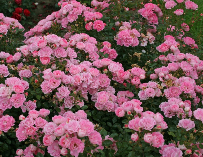 Ruža ´Flirt 2011´