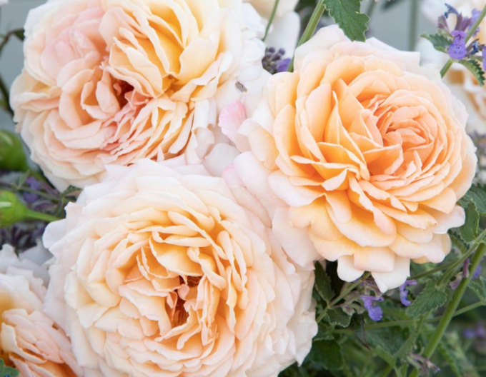 Ruža ´Grossherzogin Luise´