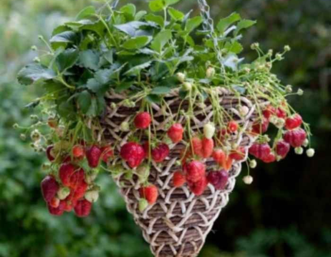 Jahoda ´Mara de Bois´ stálorodiaca odroda