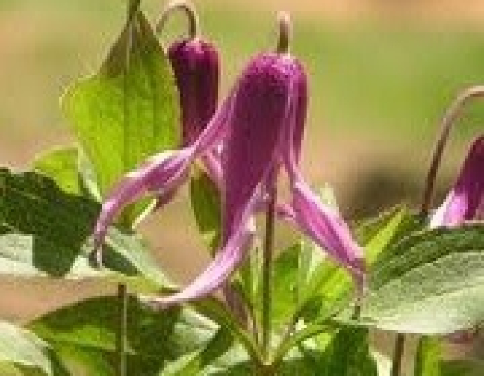 Plamienok ´Hanajima´