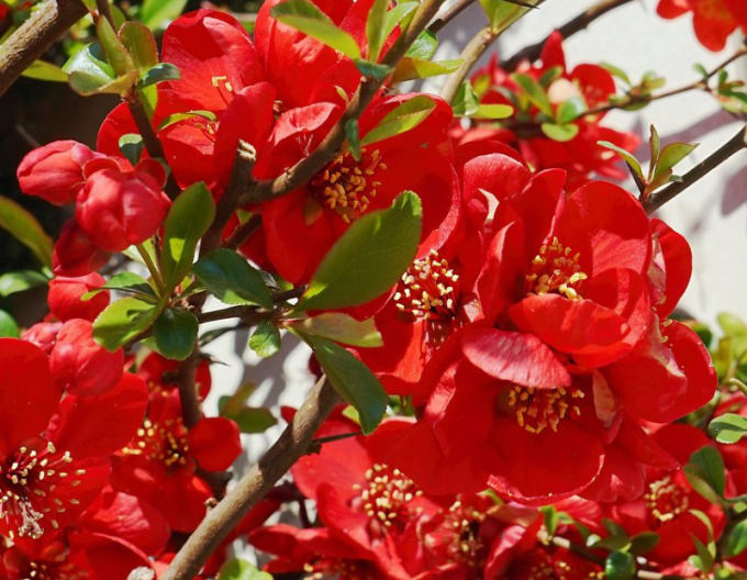 Dulovec japonský ´Cido´