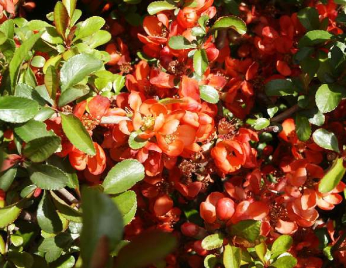 Dulovec japonský ´Sargentii´