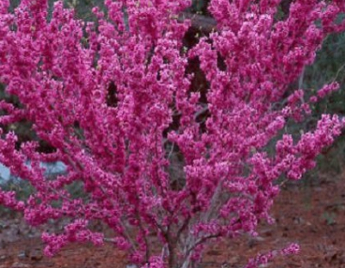 Judášovec čínsky ´Avondale´