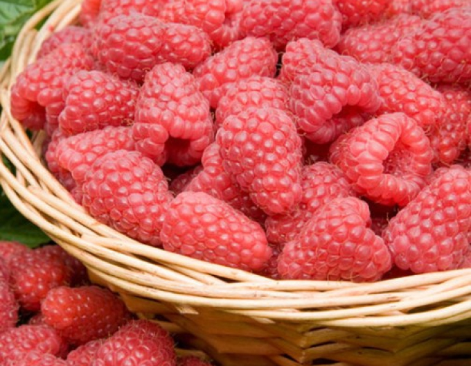 Malina červená "Tulameen" SKORÁ