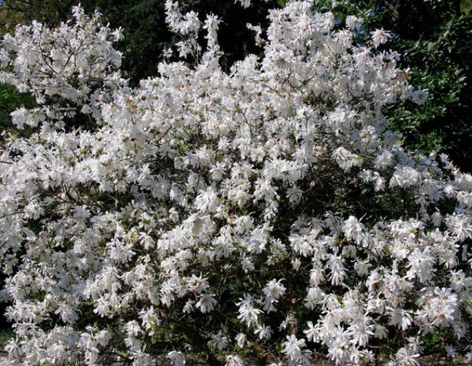 Magnólia ´St. Waterlily´