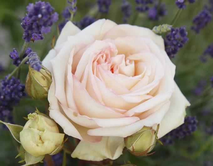 Ruža ´Madame Anisette´