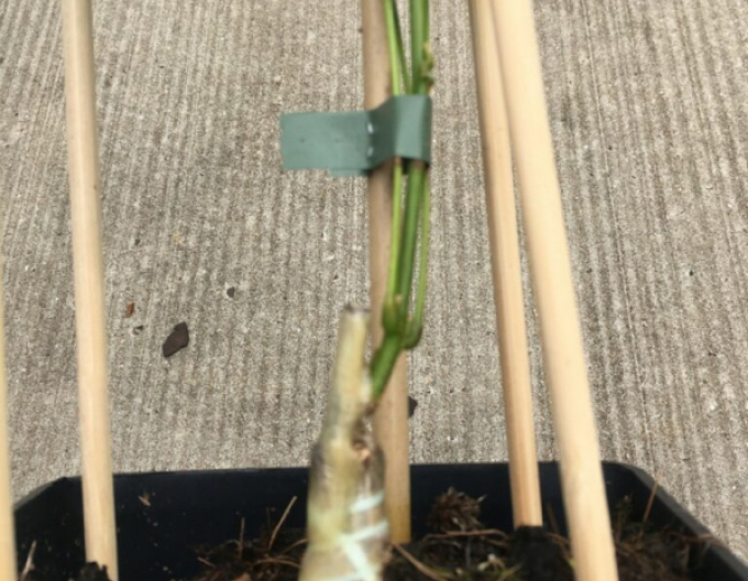 Štepárska gumička 120x3,5mm