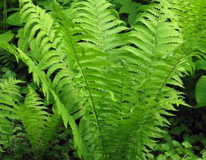 Papraď "Perovník pštrosí"