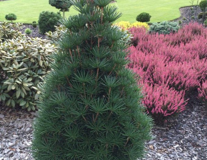 Dáždnikovec praslenovitý  100/125cm