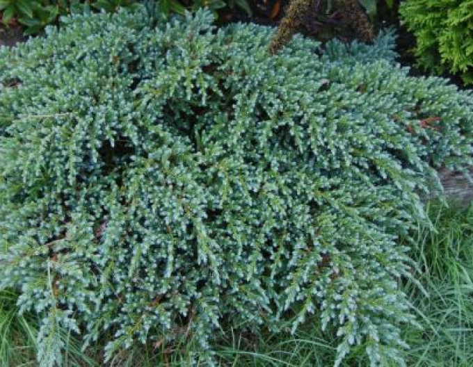 Borievka šupinatá  ´Little Joanna´