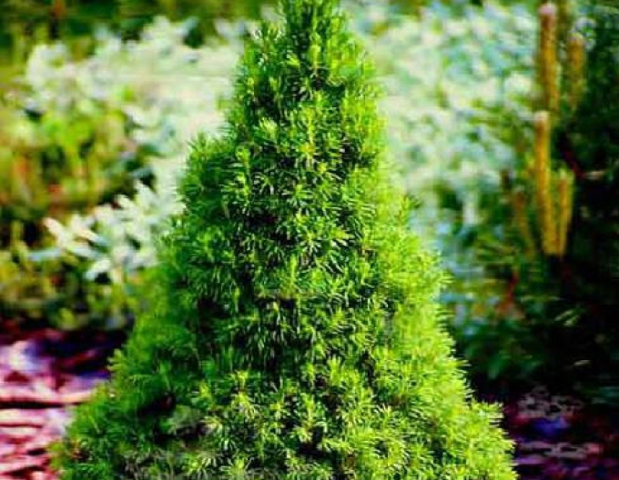 Smrek biely ´Conica´