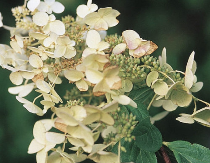 Hortenzia metlinatá ´Unique´