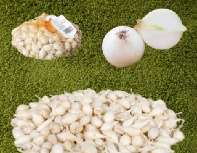 Cibuľa sadzačka ´Whitte Snowball ´ 8/16 0,25kg