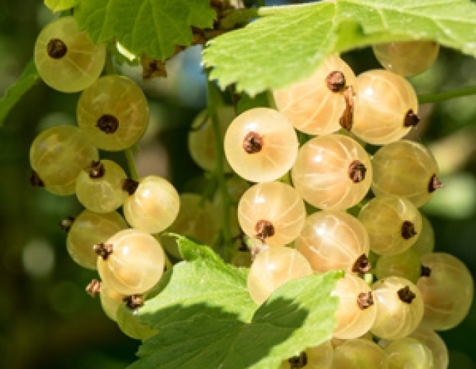 Ríbezľa biela ´Primus´ stromčeková, kont. 5l