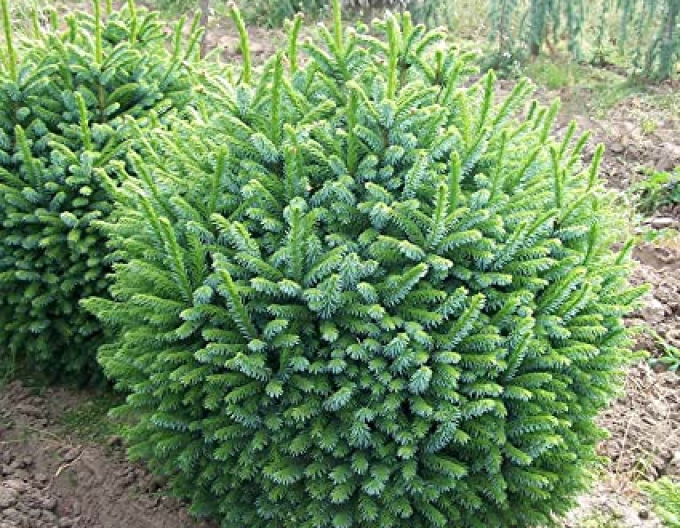 Smrek balkánsky ´Nana´