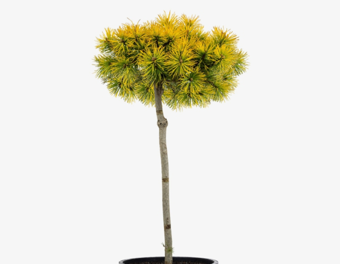 Borovica horská ´Carsten´s Wintergold´ stromčeková