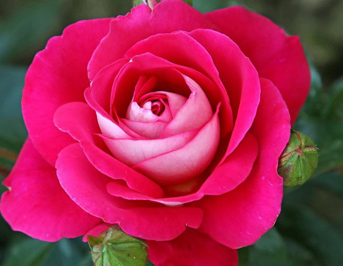 Ruža stromčeková ´GAVOTTE´