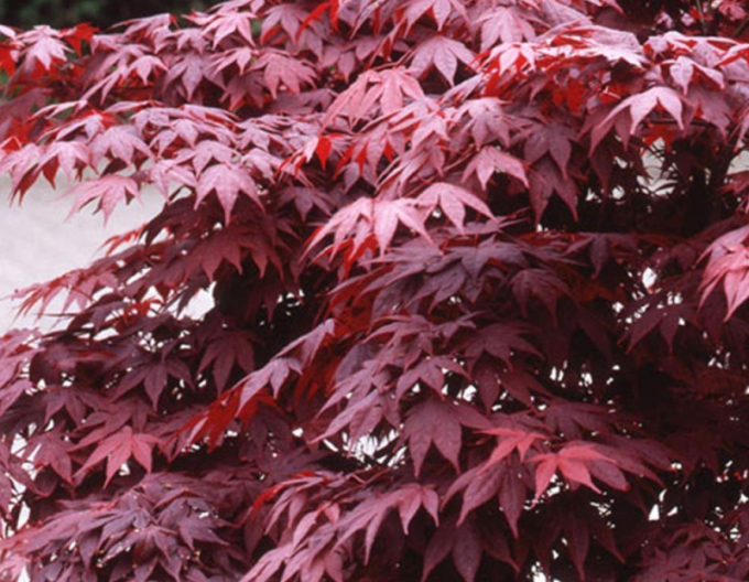 Javor  dlaňovitolistý ´Bloodgood´