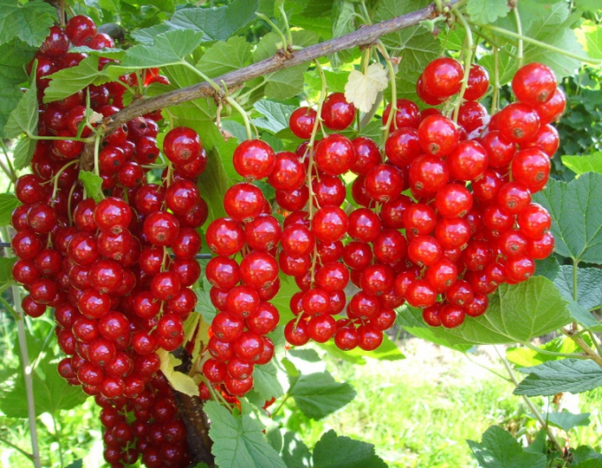 Ríbezľa červená "Jonkheer Van Tets" STROMČEKOVÁ, kont.2l