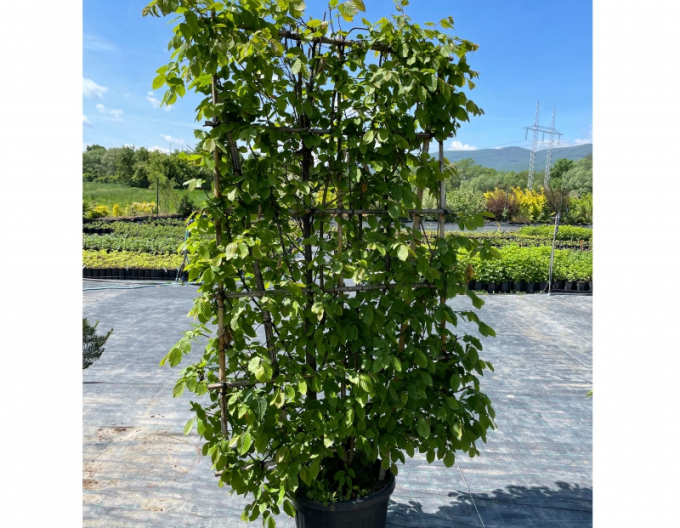 Hrab obyčajný ´Stena 180x120cm´